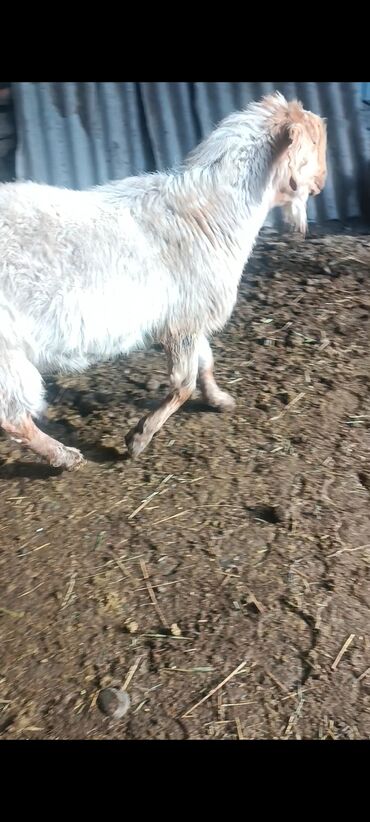 Козы, козлы: Продаю | Козёл (самец) | Битал | Осеменитель — 6