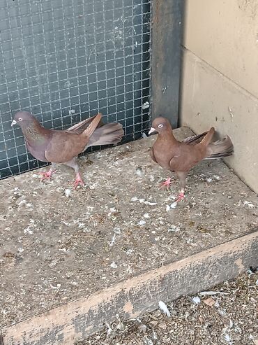 Göyərçinlər: Şəkillərin hamısına baxın. hər cinsdə quşlar satılır . qiymət biri — 7