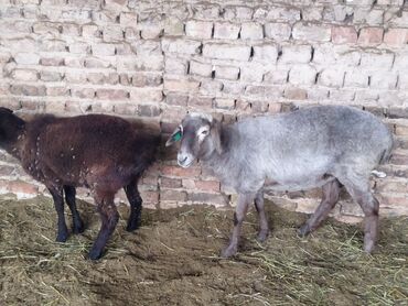 объявления о найденных животных: Сатам | Ургаачы кой (ургаачы) | Аргын | Союуга, Көбөйтүү үчүн | Ургаачы, Токту