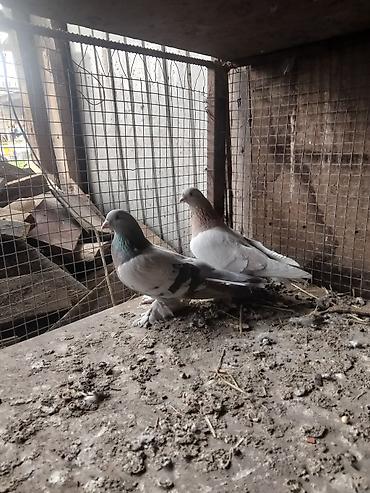 Птицы: Срочносрочно🆘 продается голуби пара 800сомов пажалуйста пишете в — 2