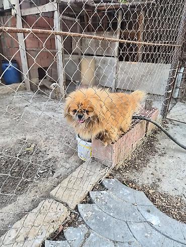 it bazari 2023: Pekines, 2 il, Erkək, Peyvəndli, Ünvandan götürmə — 4