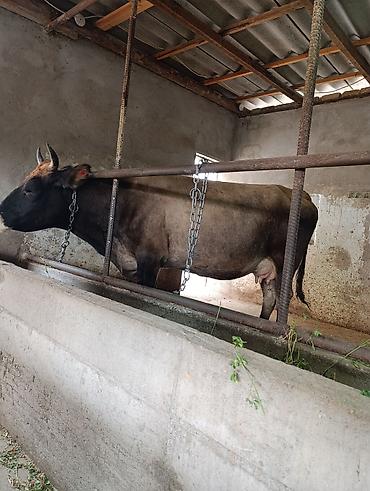 Коровы, быки: Продаю | Корова (самка) | Швицкая | Для молока | Стельные at lalafo.kg — 24 Коровы, быки: Продаю | Корова (самка) | Швицкая | Для молока | Стельные — 24
