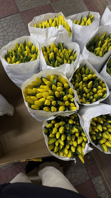 Организация мероприятий: Семена и саженцы тюльпанов Голландские тюльпаны 🌷 Есть 500шт луковиц