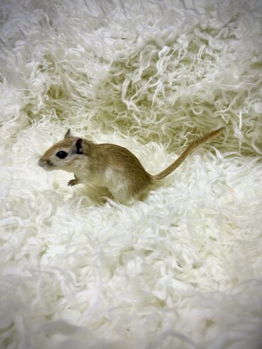Хомяки: Продаются хомячки джунгарские, сирийские, ангорские пушистые хомячки — 23