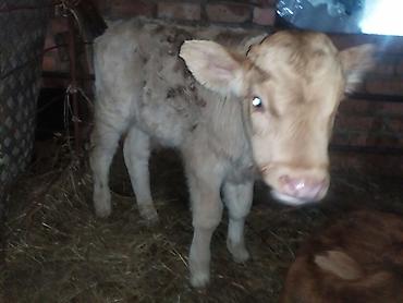 Коровы, быки: Продаю | Музоо, торпок | На откорм | Искусственник — 3