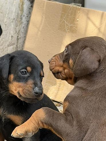 İtlər: Doberman, 1 ay, Ünvandan götürmə — 10