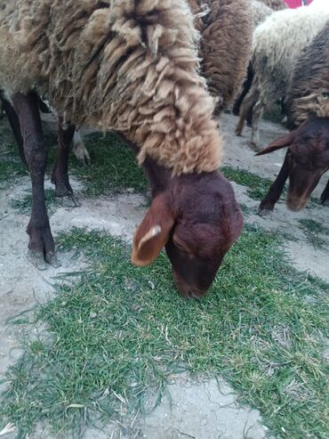 uşaq üçün diş məcunu: Dişi, Qala, il: 2, Damazlıq