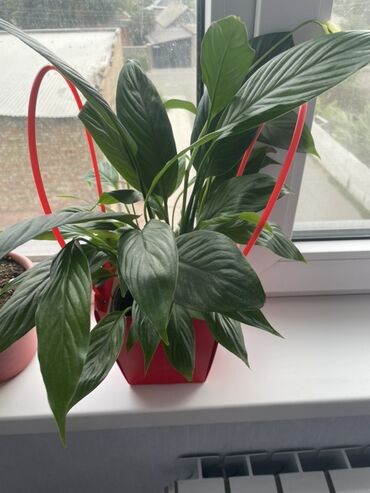 комнатный светы: Комнатные растения в кашпо - Спатифиллум (Spathiphyllum): компактный