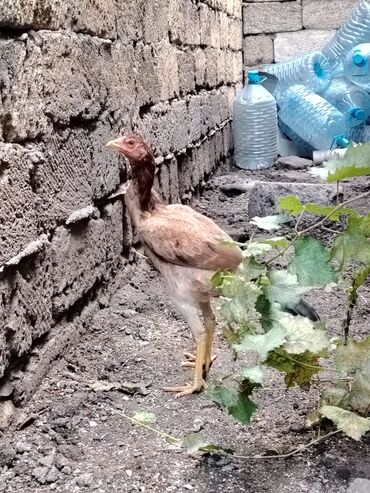 Digər quşlar: Sona qədər oxuyub sonra əlaqə saxlayın. 2 beçədi 2 fərə hərəsinin — 16