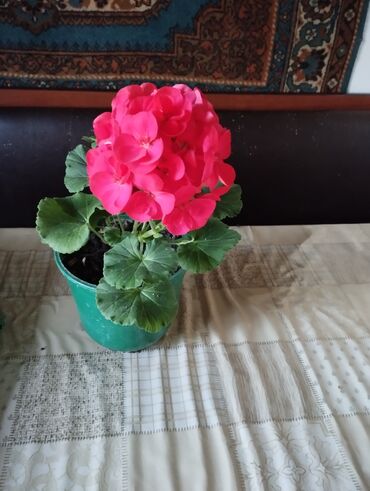 комнатные растения цветы: Герань Цветы 250