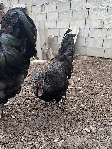 Куры, петухи: Продаю | Петух | Для разведения — 3