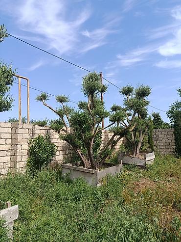 bonsai: Bonsai üslubunda formalaşdırılmış zeytun ağacları - Növlər: Zeytun — 1