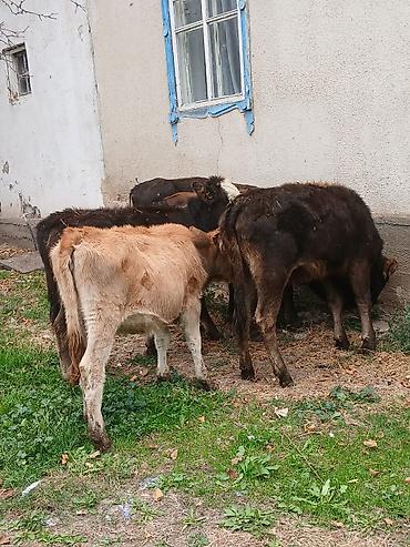 Продам с/х животных: Продаю | Музоо, торпок | На откорм, Для разведения | Искусственник — 4