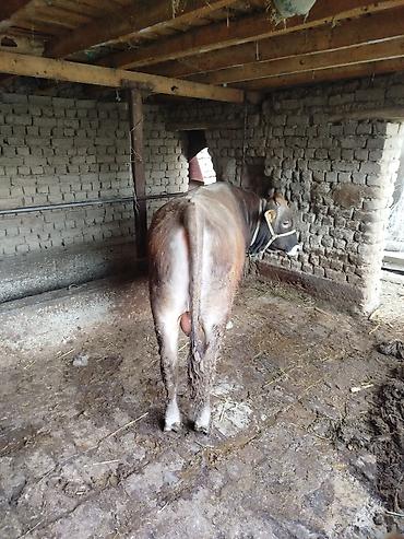 Коровы, быки: Продаю | Бык (самец) | Швицкая | На откорм | Привязанные — 2