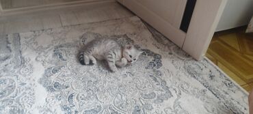 сколько стоит британская золотая шиншилла: Британский короткошёрстный котёнок, окрас серебристый табби