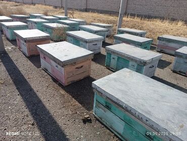 инверторы для солнечных батарей к аккумулятору автомобиля: Продаю пчело семьи с ульями система дадан или меняю на авто бал