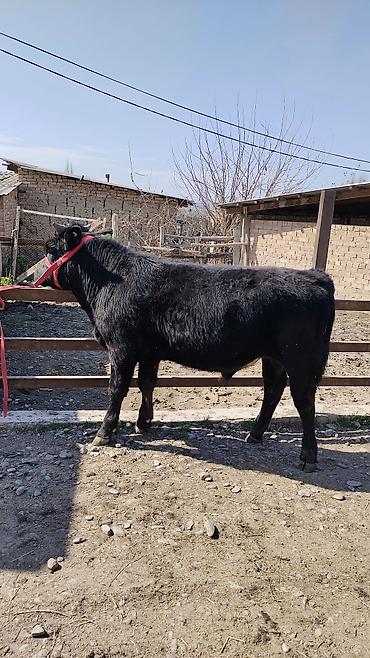 Коровы, быки: Продаю | Бык (самец) | Бельгийская | На откорм | Привязанные — 2