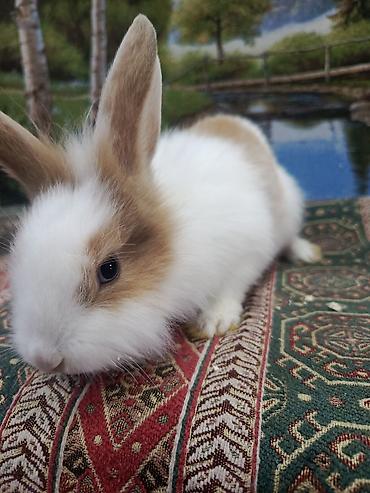 Dovşanlar: Dovşan Ag kariçni Yarı cırtdan çox gözəl Sort dovşandı. Şəkillərdə — 1