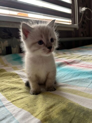 шотландский вислоухий котята: Котёнок с окраском колор‑поинт (светлая шерсть с затемнёнными ушками