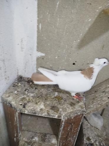 kakadu quşu: Qaqaş tüylü göyərçin – dekorativ cins - Rəng: ağ əsas, boyun — 1