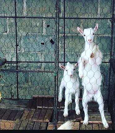 Keçilər, çəpişlər: Süd keçisi – ağ rəngli, uzun buynuzlu - Yüksək süd verimi üçün — 5