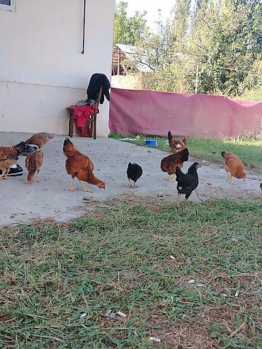 ördək balası və cücə: Toyuq, Yumurtalıq — 1