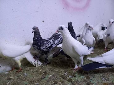 Göyərçinlər: Salam Aleykum qardaşlar 40 dene quşdu içində super uçan Quşlar var — 10