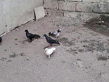 eşşək qiyməti: Hami bahali quslardi hamisini baha almisam sadece baska yere gedirem — 5