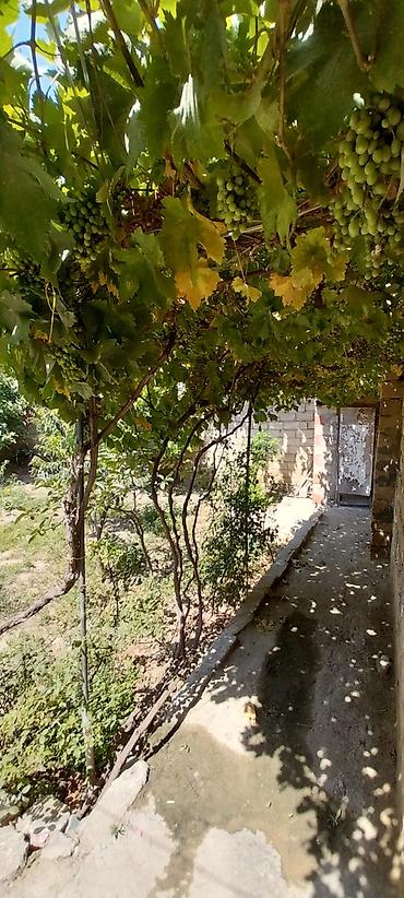 masazırda torpaq: Kupça (Çıxarış) — 3
