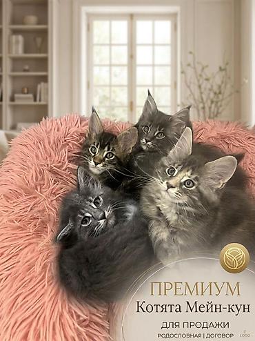 поилка для кроликов: Шикарные котята мейкуны, окрасы голубого мрамора, черный мрамор — 2