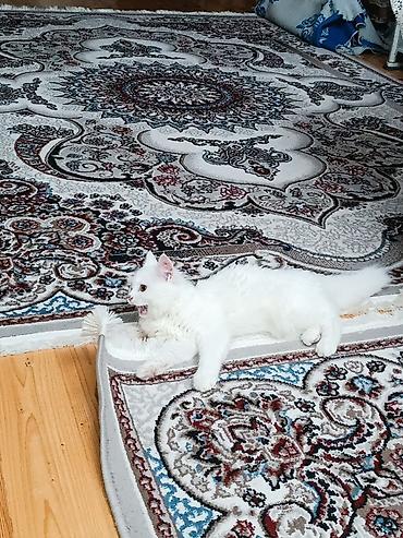 pişik oyuncaqları: Dişi, Yaxşı əllərə, Ünvandan götürmə, Ödənişli çatdırılma, Rayonlara çatdırılma — 1