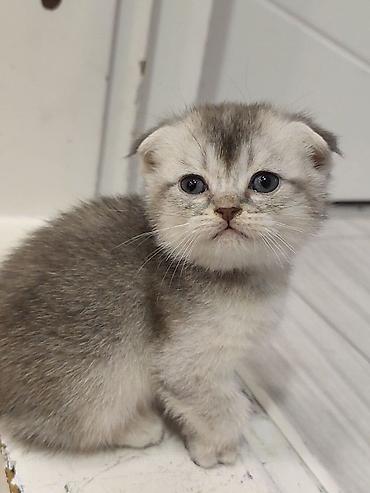 Pişiklər: Skottish Fold balaları - Cins: Scottish Fold (qatlanmış qulaqlı) - — 15