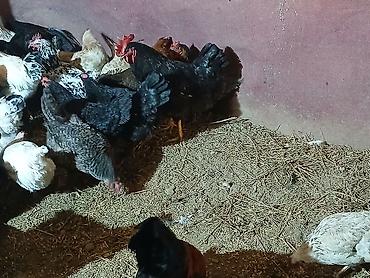 Куры, петухи: Продаю | Куры | Домашняя | Для разведения — 12