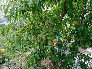 Продажа домов: Дом, 60 м², 4 комнаты, Собственник, Косметический ремонт — 7