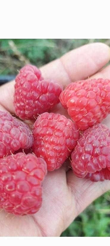 Малина: Саженцы. Питомник. Малина Новый сорт. Ягоды крупные, саженцы тоже — 12