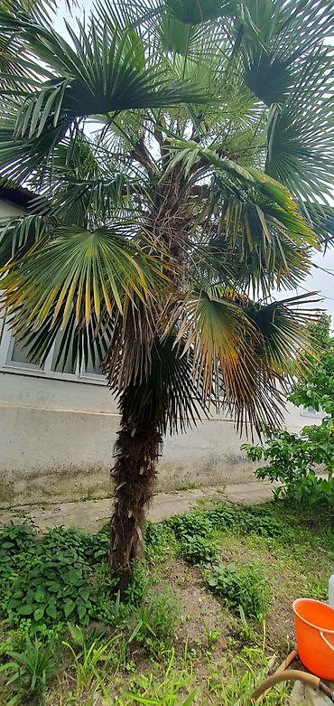 Деревья: Ünvan Göyçay Trachycarpus fortunei (Kanar yaxası/Çin xurma palmiyesi) — 3