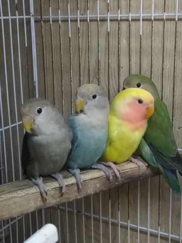 Tutuquşları: Tutuquşu popuqay fişer nerazlucnik 1-3 aylıq balalar — 3