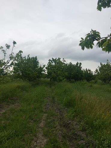 Ağaclar: 2 hektar 79 sot Məhsul: Gilas bağı Xaçmaz Rahimoba yolunda Asvaltdan — 10