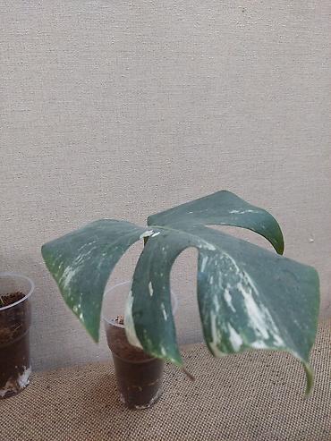 монстера купить: Монстера вариегатная (Monstera deliciosa variegata) - Крупный лист с — 1