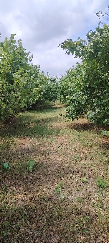 şəkil çərçivə: Fındıq bağçılığı – məhsuldar plantasiya — 6