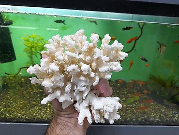 kompressor akvarium: 4 ədəd akvarium koralları . Cəmi = 40 azn şəkillərə baxın. ünvan  — 4