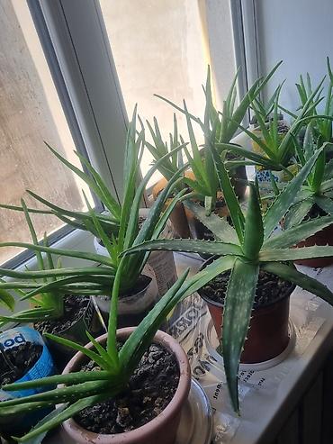 pet банки: Алоэ (Aloe vera) в горшках — домашние суккуленты - Разные экземпляры — 3