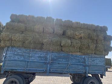 Кастра с сеном молодая плотные и большие тюки at lalafo.kg — 4 Кастра с сеном молодая плотные и большие тюки — 4