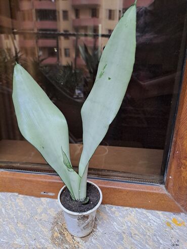 Otaq bitkiləri: Сансивьера голубая — 9