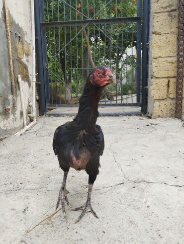 Inəklər, öküzlər: Toyuq, Damazlıq, Rayonlara çatdırılma