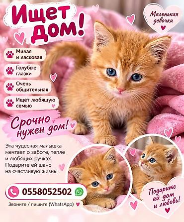 кошка американский керл: 2 месяца, Девочка, Приучена к лотку — 2