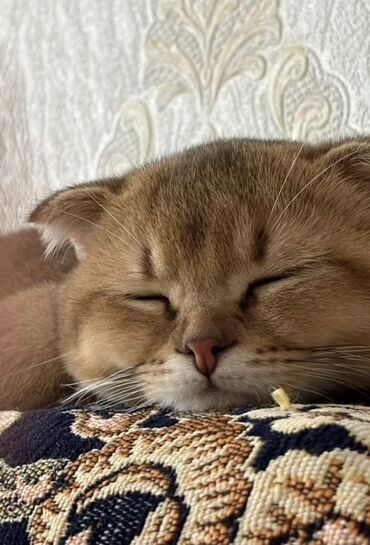 Pişiklər: Şotland yastı qulaq, Erkək, Yaxşı əllərə — 1