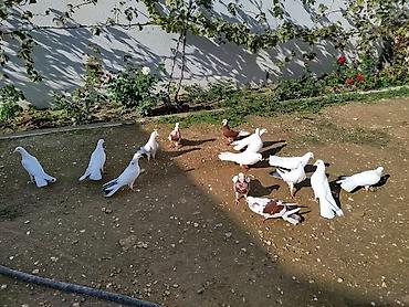 goyercin: Hamsı satılır qiymət birnə aiddi — 1