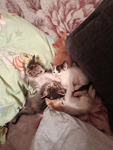 Продажа кошек: Отдаю Котята, помёт из нескольких малышей разной окраски: трёхцветные — 2