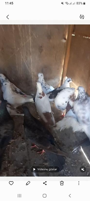 goyərcin satılır: Salam Tutulma heyvanlardi 20 denedi hami kom satilir unvan Merdekan su — 2